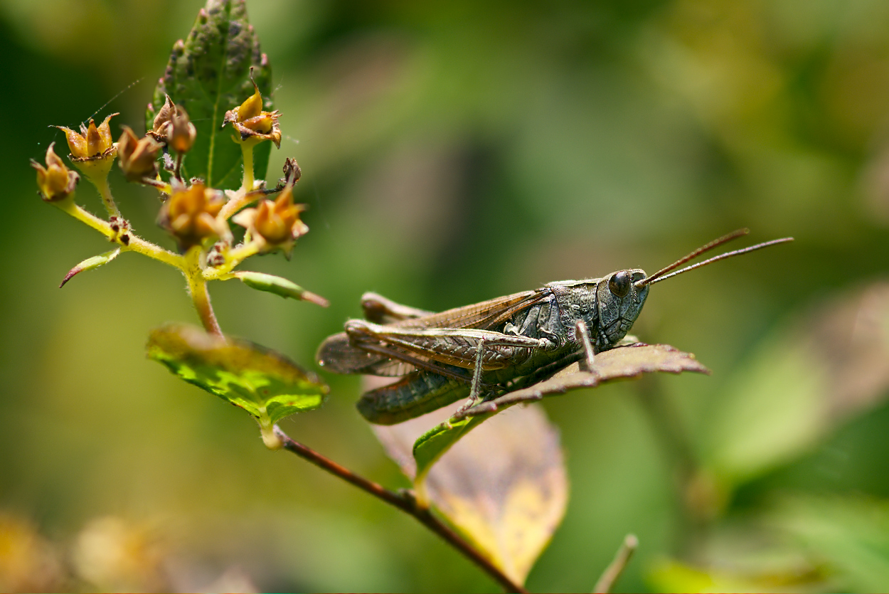 Grashüpfer