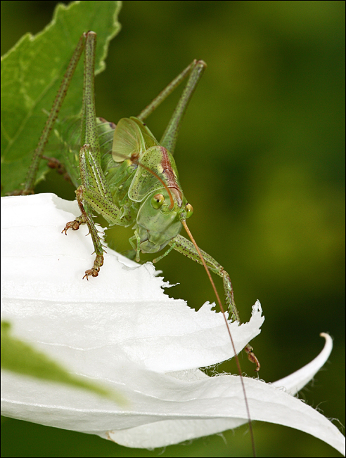 Grashüpfer 5