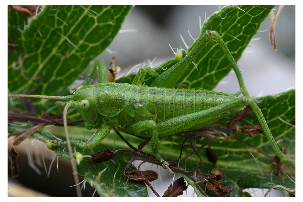 Grashüpfer