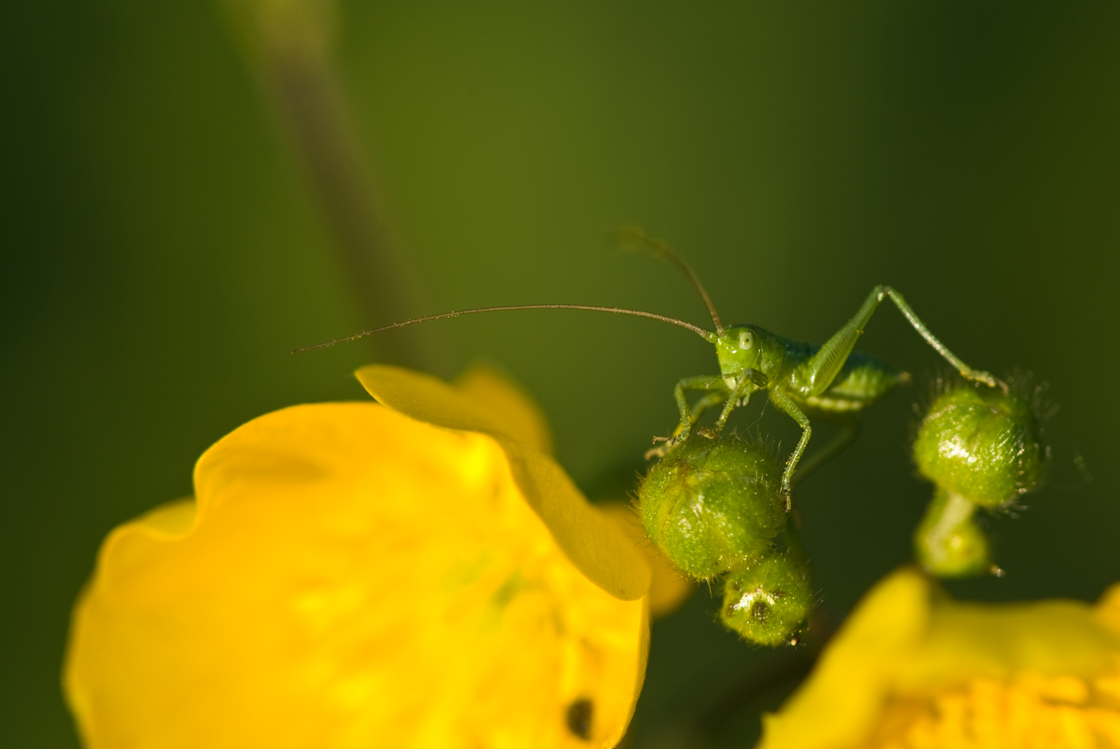 Grashüpfer