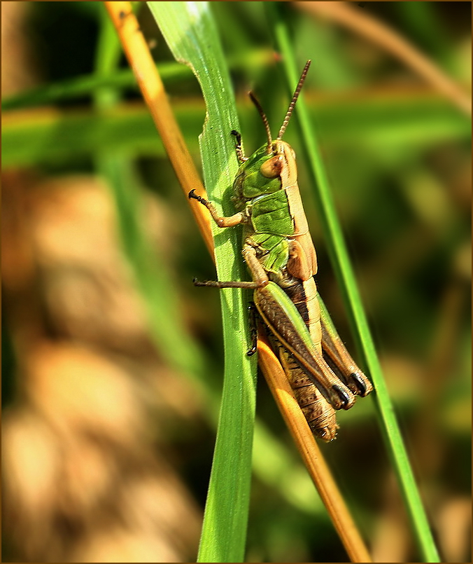 Grashüpfer*