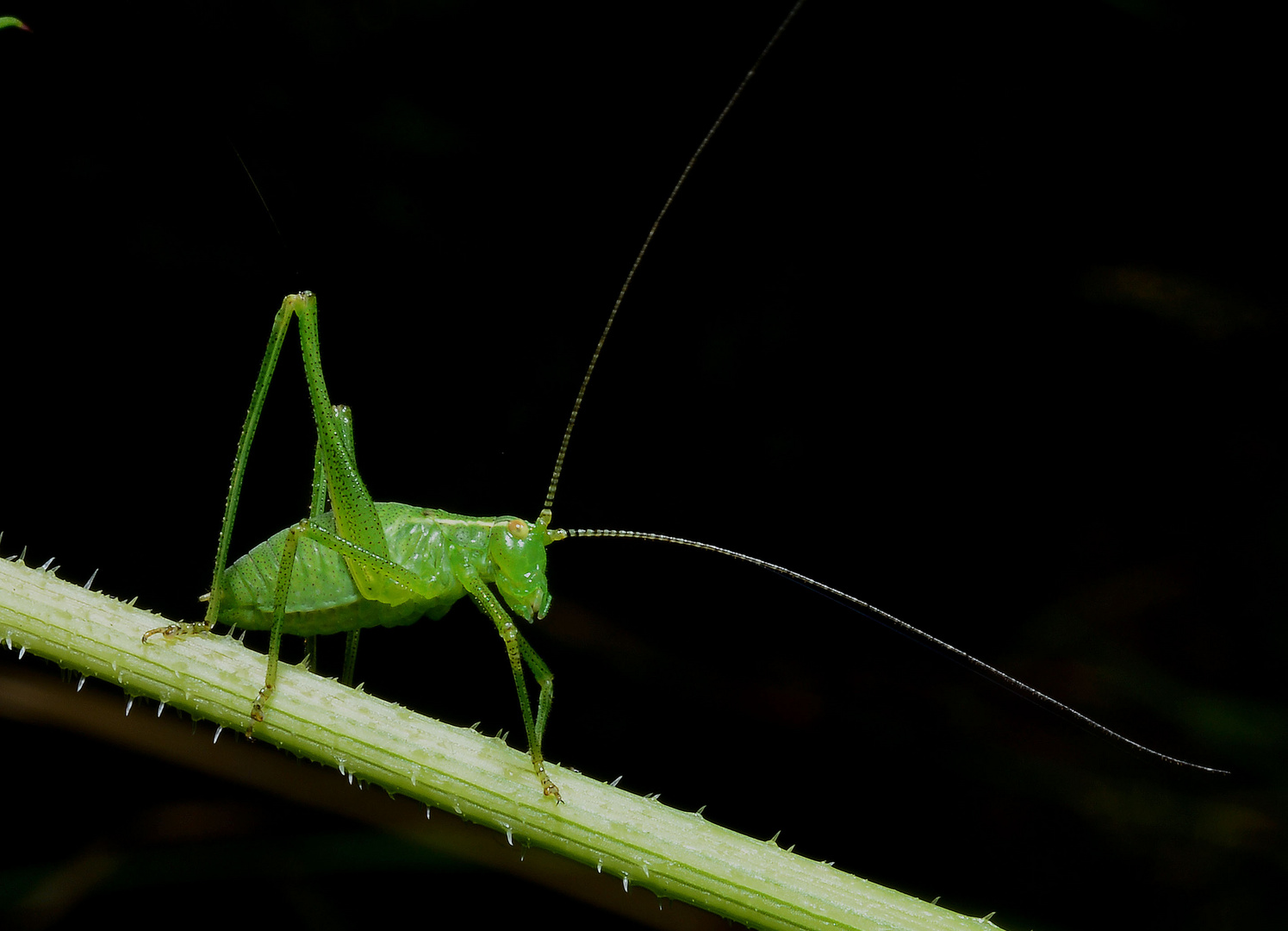 Grashüpfer