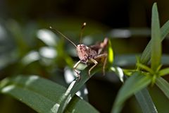Grashüpfer