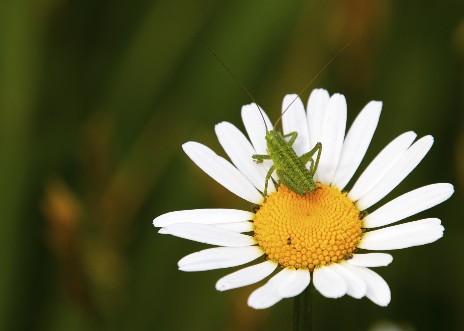 Grashüpfer 