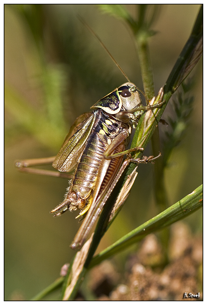 Grashüpfer