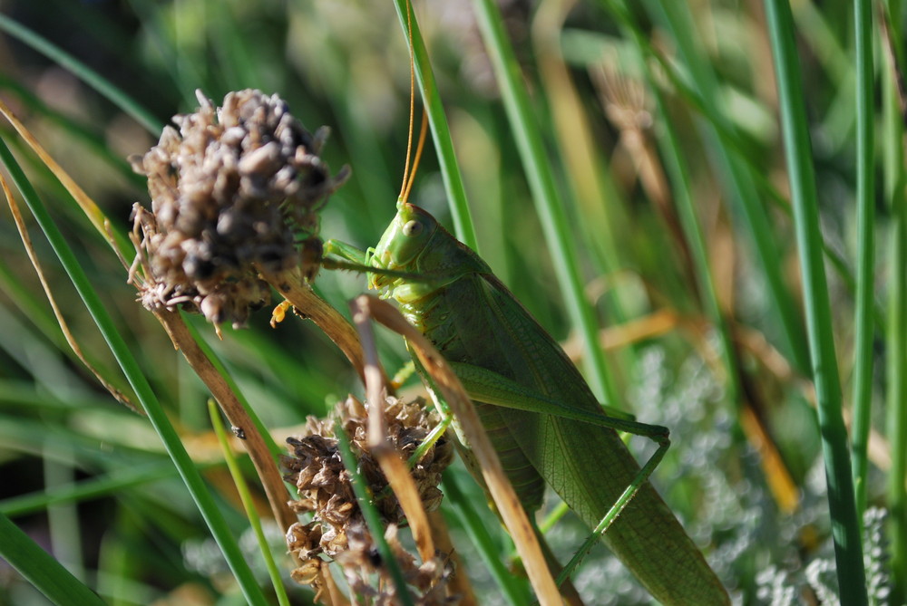 Grashüpfer