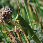 Grashüpfer