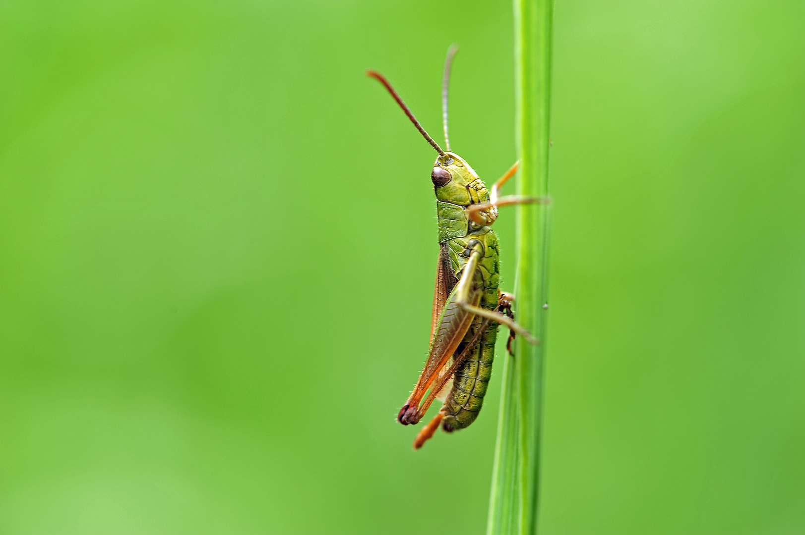 Grashüpfer Foto & Bild | tiere, wildlife, insekten Bilder auf fotocommunity