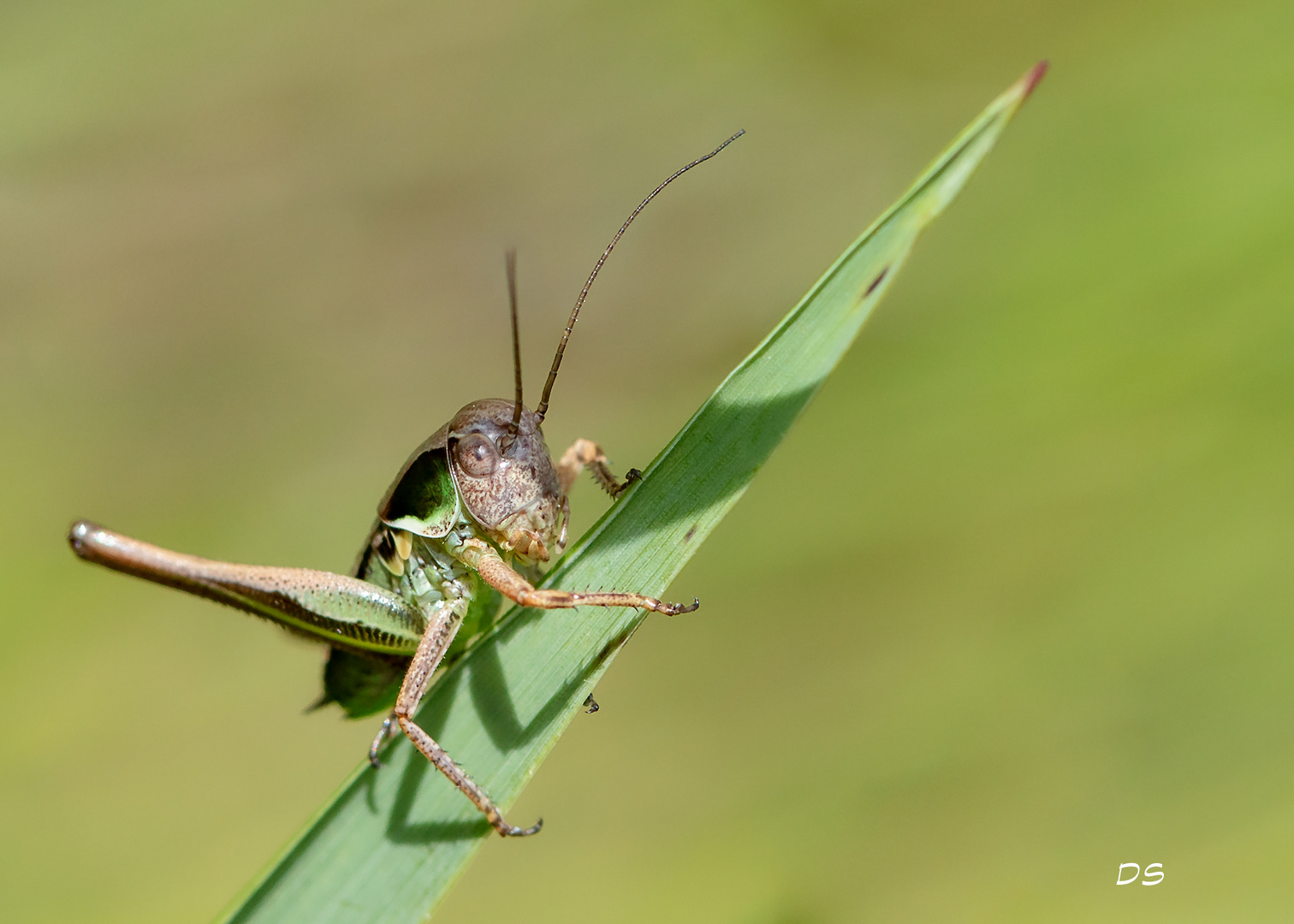 Grashüpfer