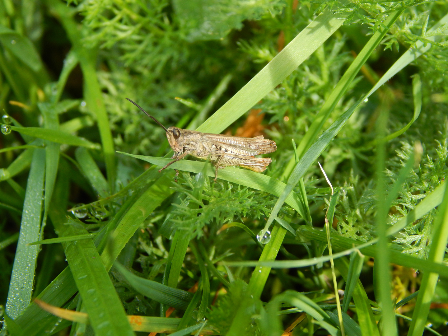 Grashüpfer