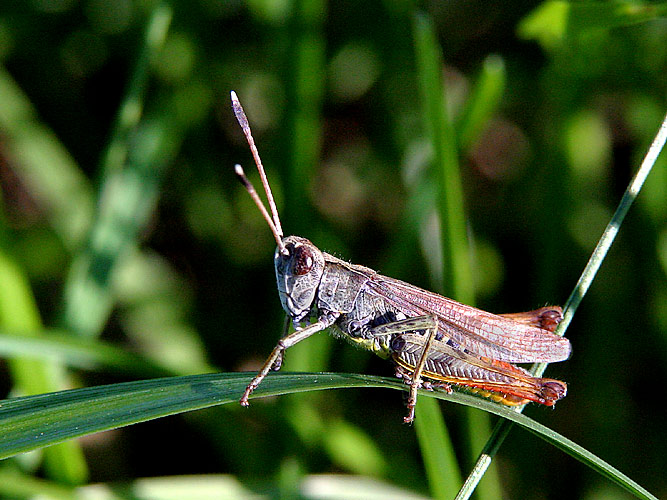 Grashüpfer