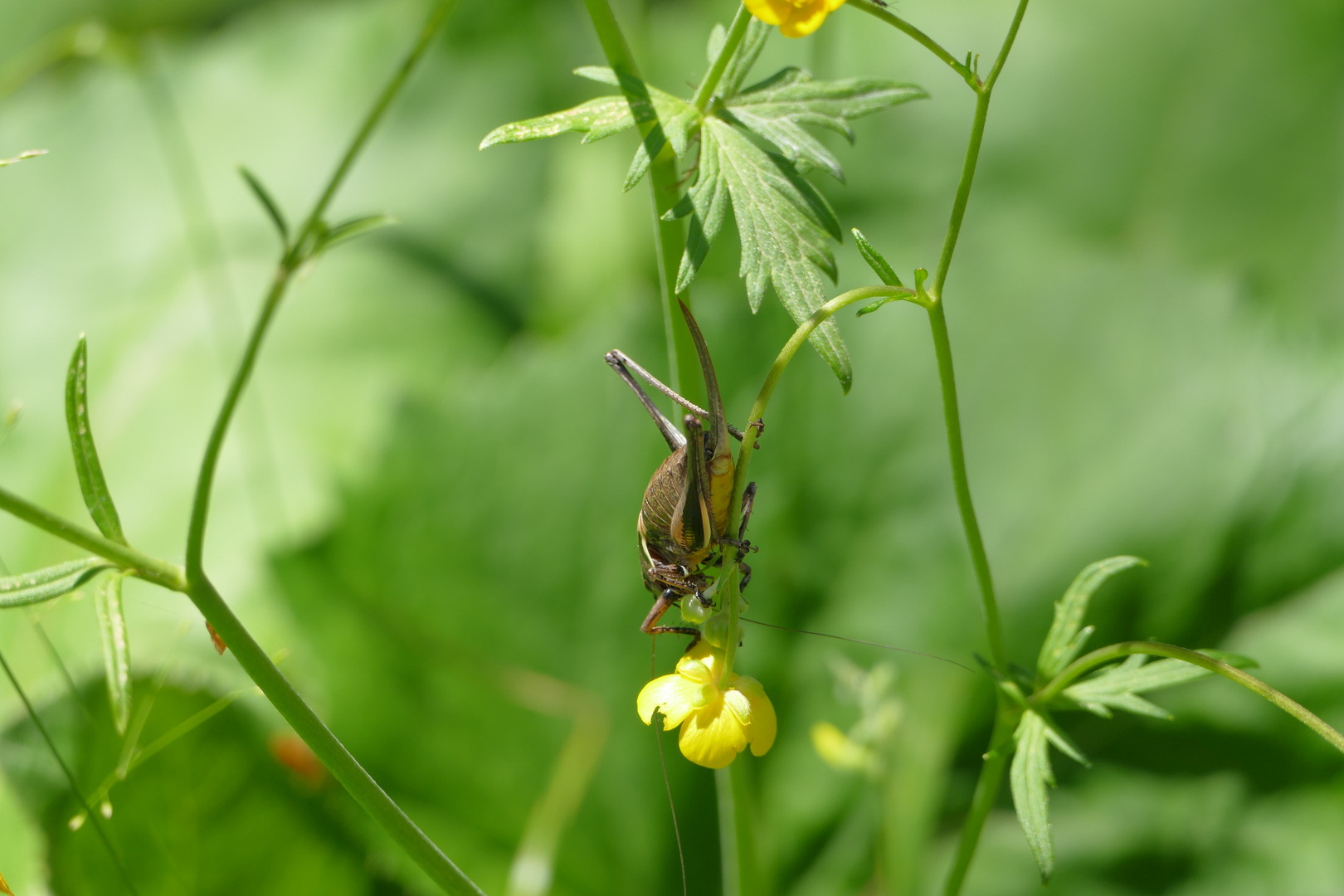 Grashüpfer