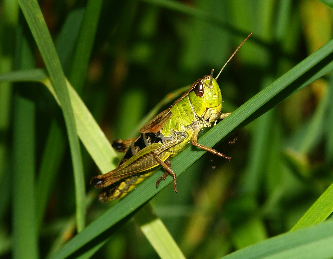 Grashüpfer