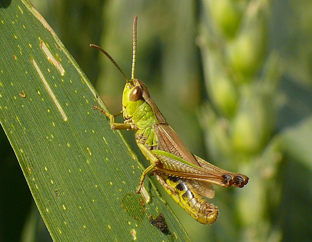 Grashüpfer