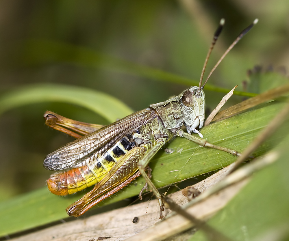 Grashüpfer