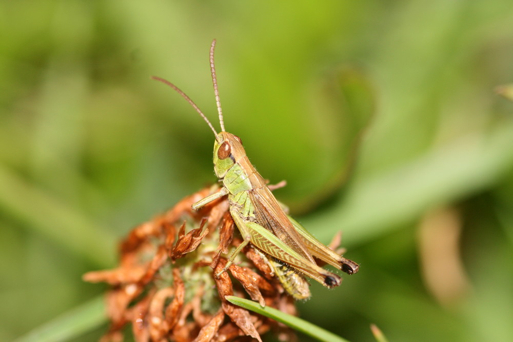 Grashüpfer