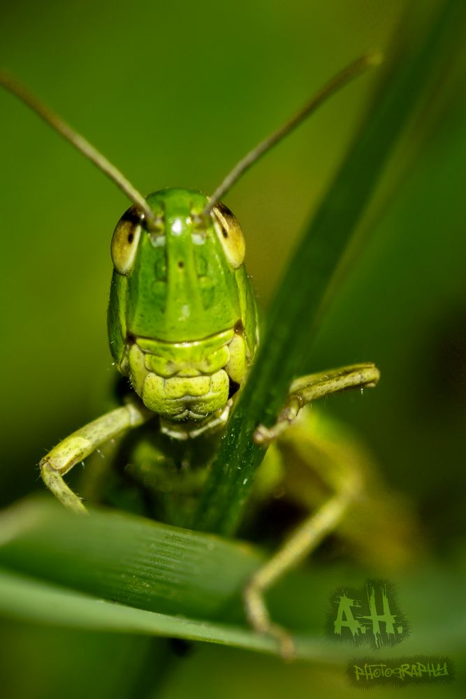 Grashüpfer