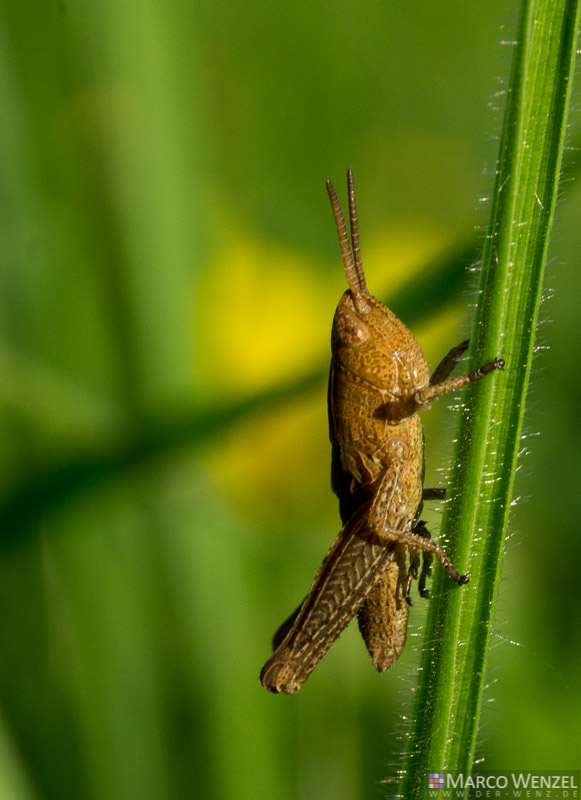 Grashüpfer