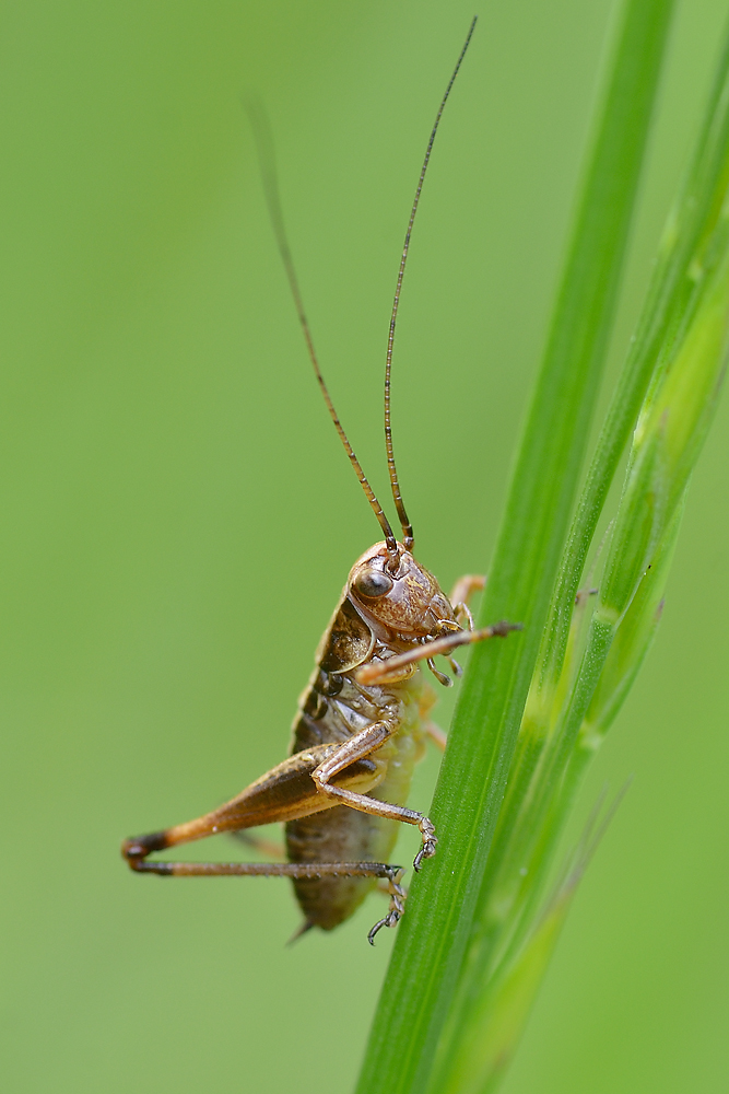 Grashüpfer