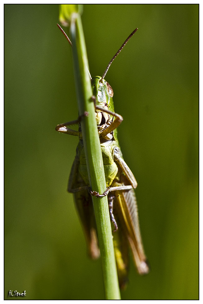 Grashüpfer