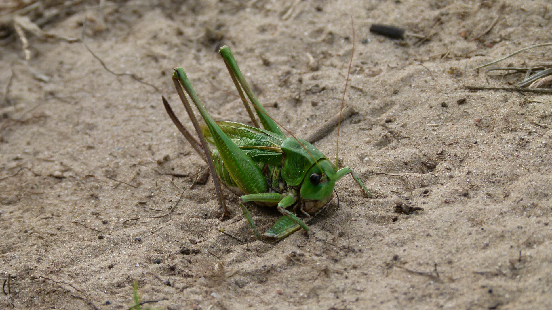 Grashüpfer