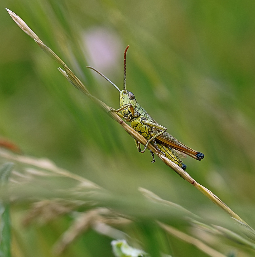 Grashüpfer