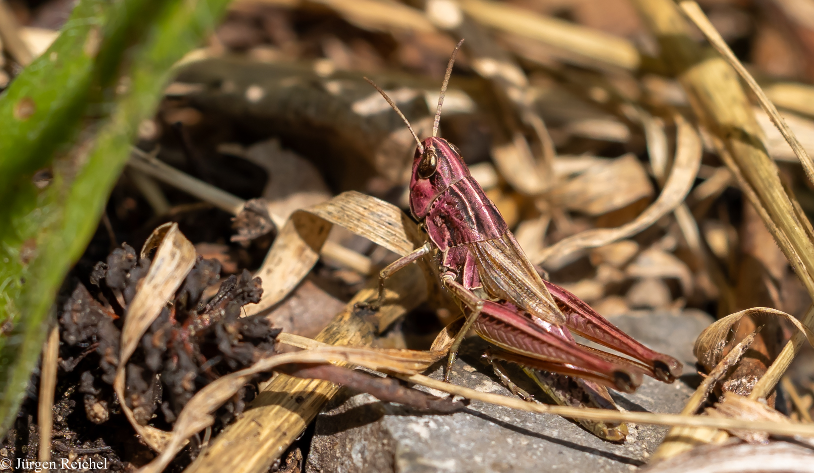 Grashüpfer ( Acrididae ) 