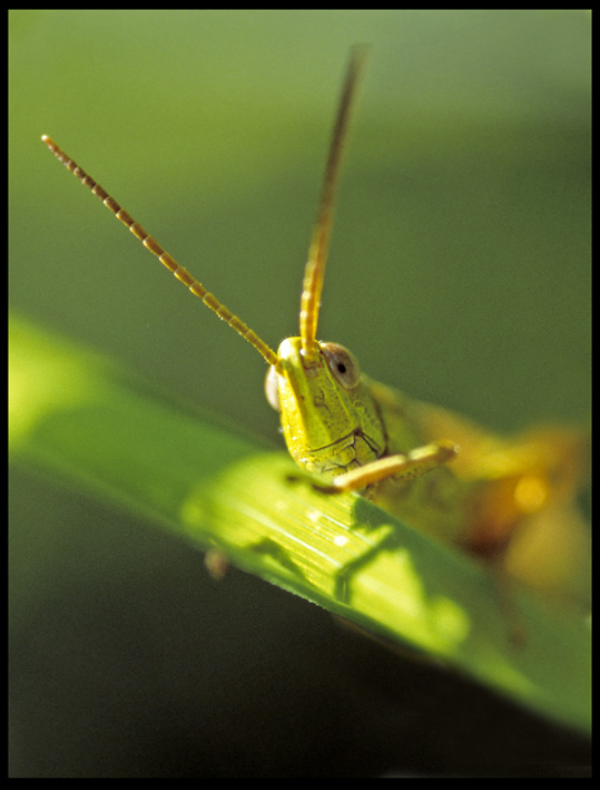 Grashüpfer