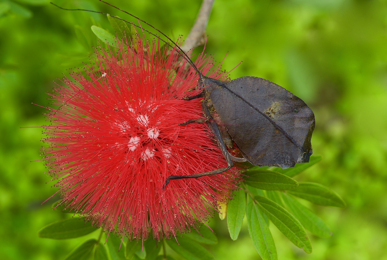 Grashüpfer als verwelktes Blatt