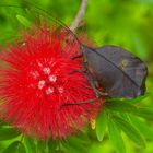 Grashüpfer als verwelktes Blatt