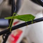 Grashüpfer am Bremskabel meines Fahrrads