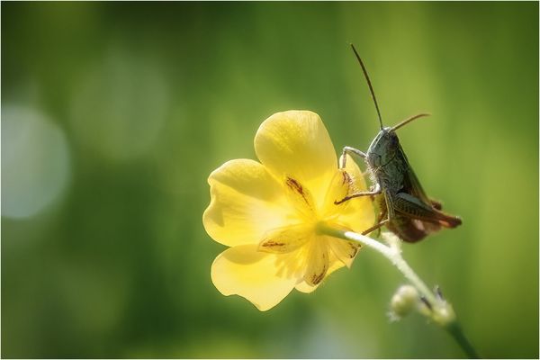 Grashüpfer am Morgen