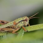 Grashüpfer am Morgen