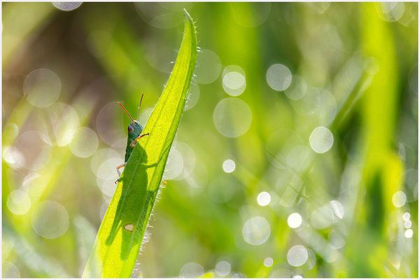 Grashüpfer am Morgen
