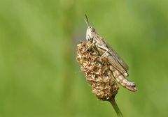 Grashüpfer am Wegesrand