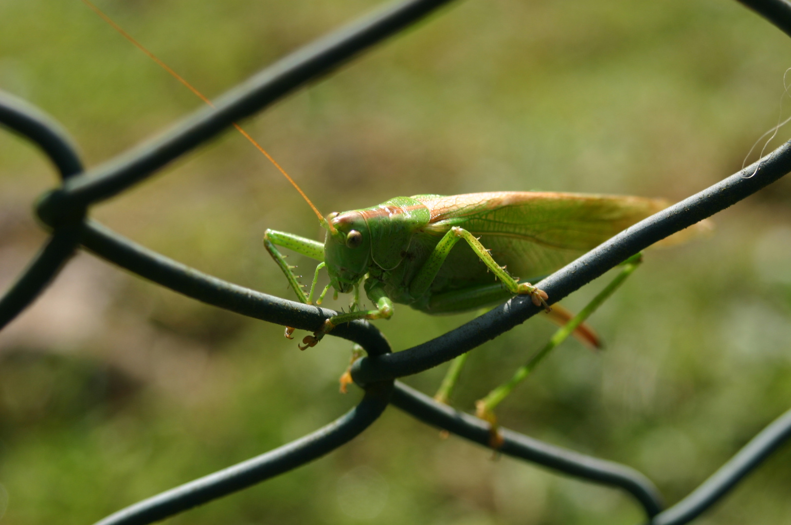 Grashüpfer am Zaun