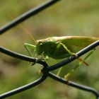 Grashüpfer am Zaun