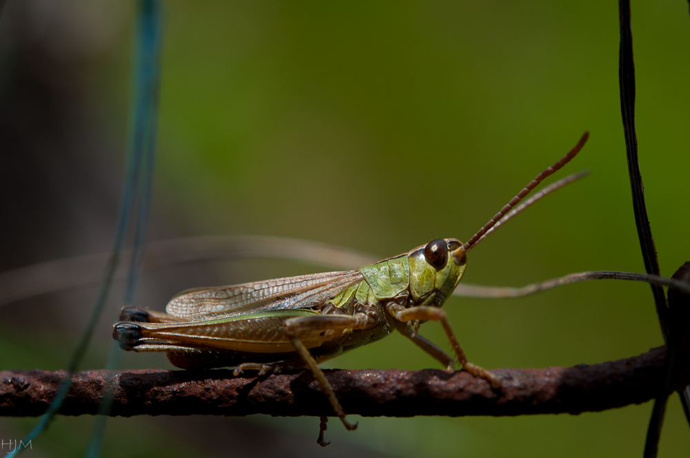 Grashüpfer am Zaun