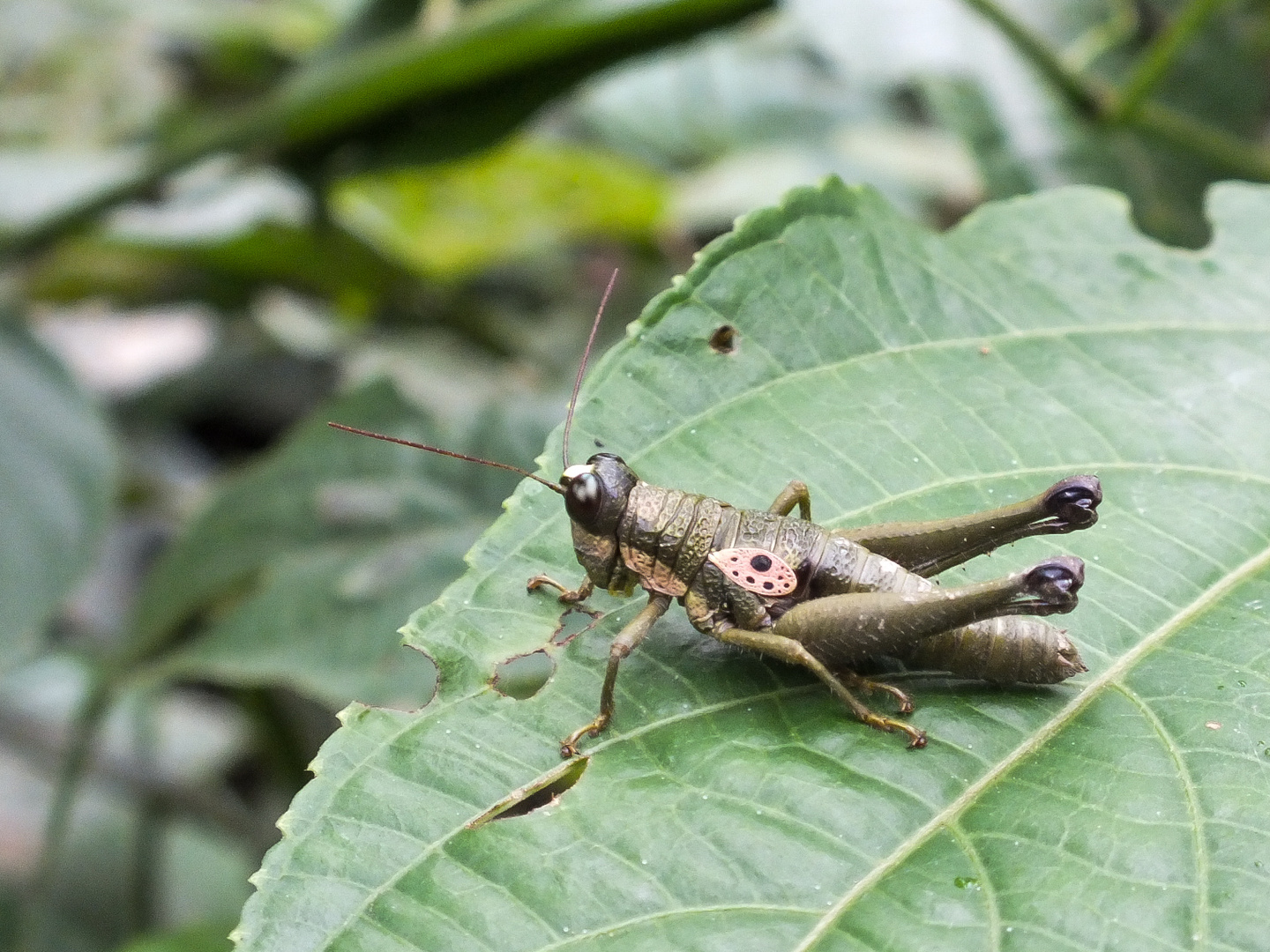 Grashüpfer Amazonas