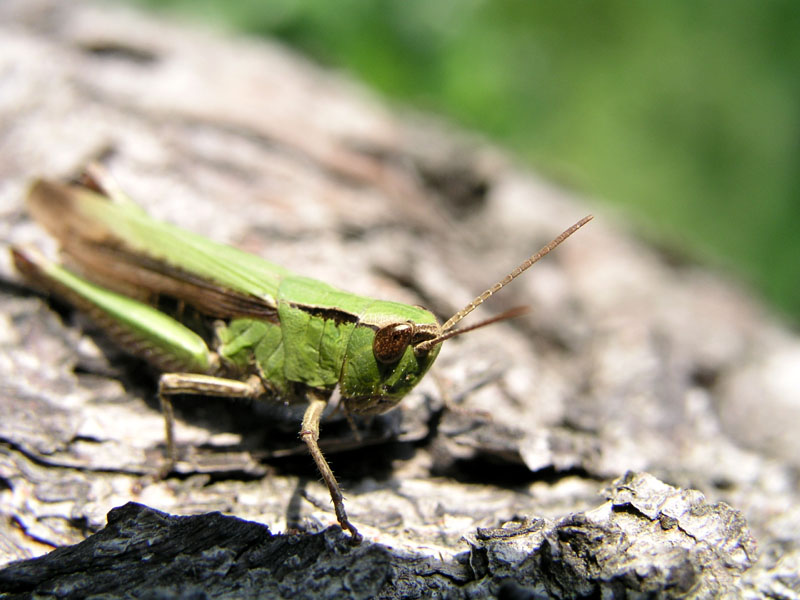 Grashüpfer auf Abwegen