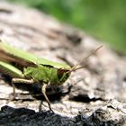 Grashüpfer auf Abwegen