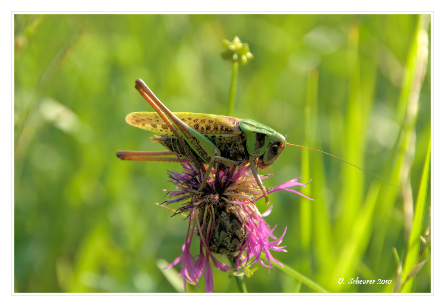 Grashüpfer auf Ackerwittwenblume