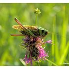 Grashüpfer auf Ackerwittwenblume