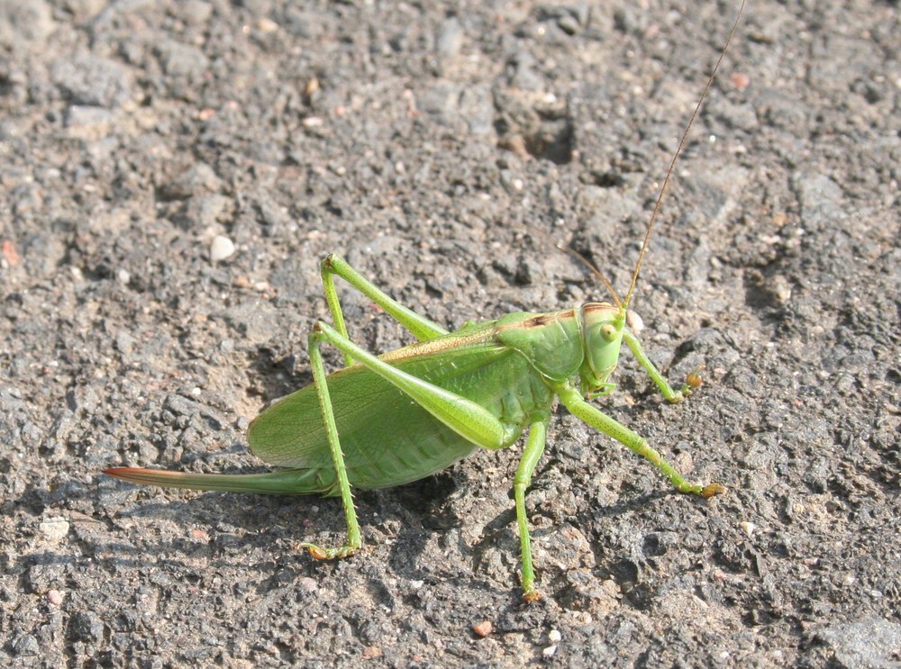 Grashüpfer auf Asphalt