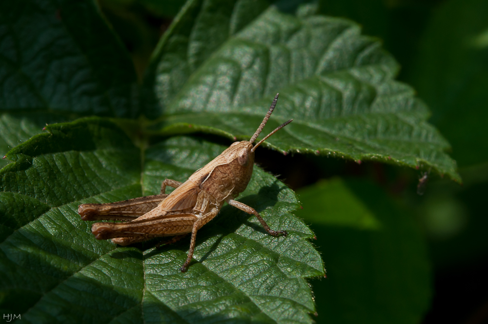 Grashüpfer auf Blatt