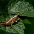 Grashüpfer auf Blatt