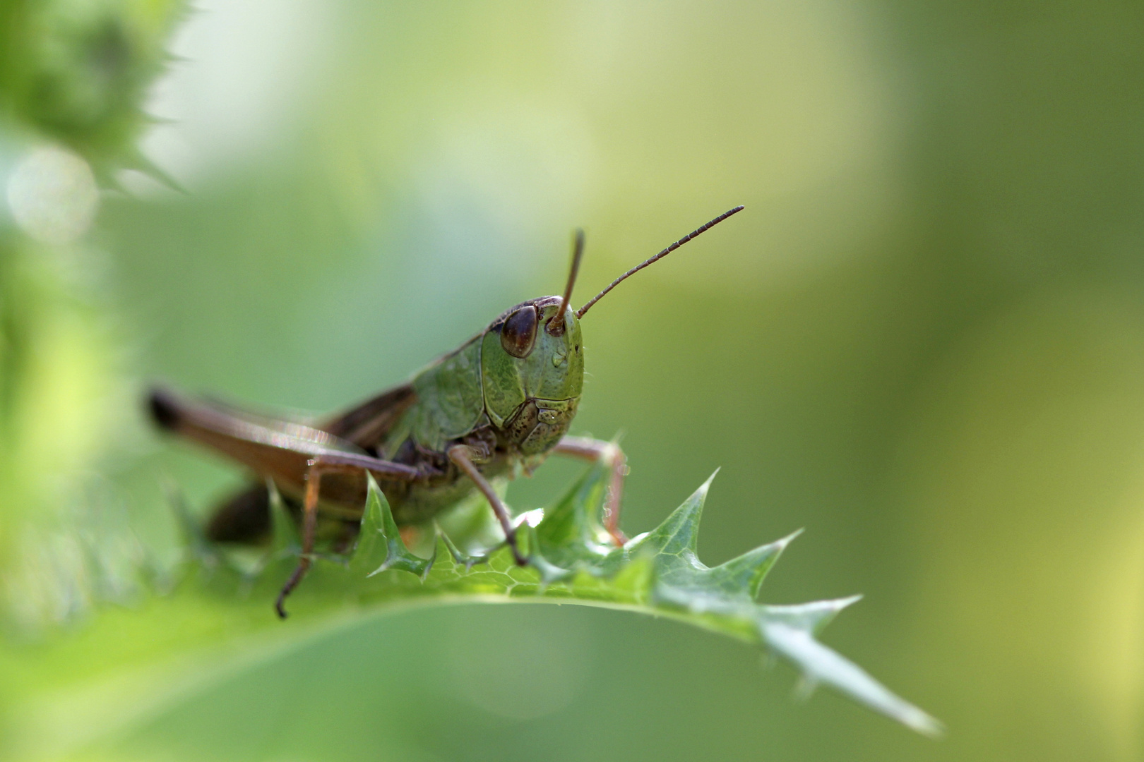 Grashüpfer auf Blatt