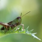 Grashüpfer auf Blatt