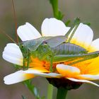 Grashüpfer auf Blume