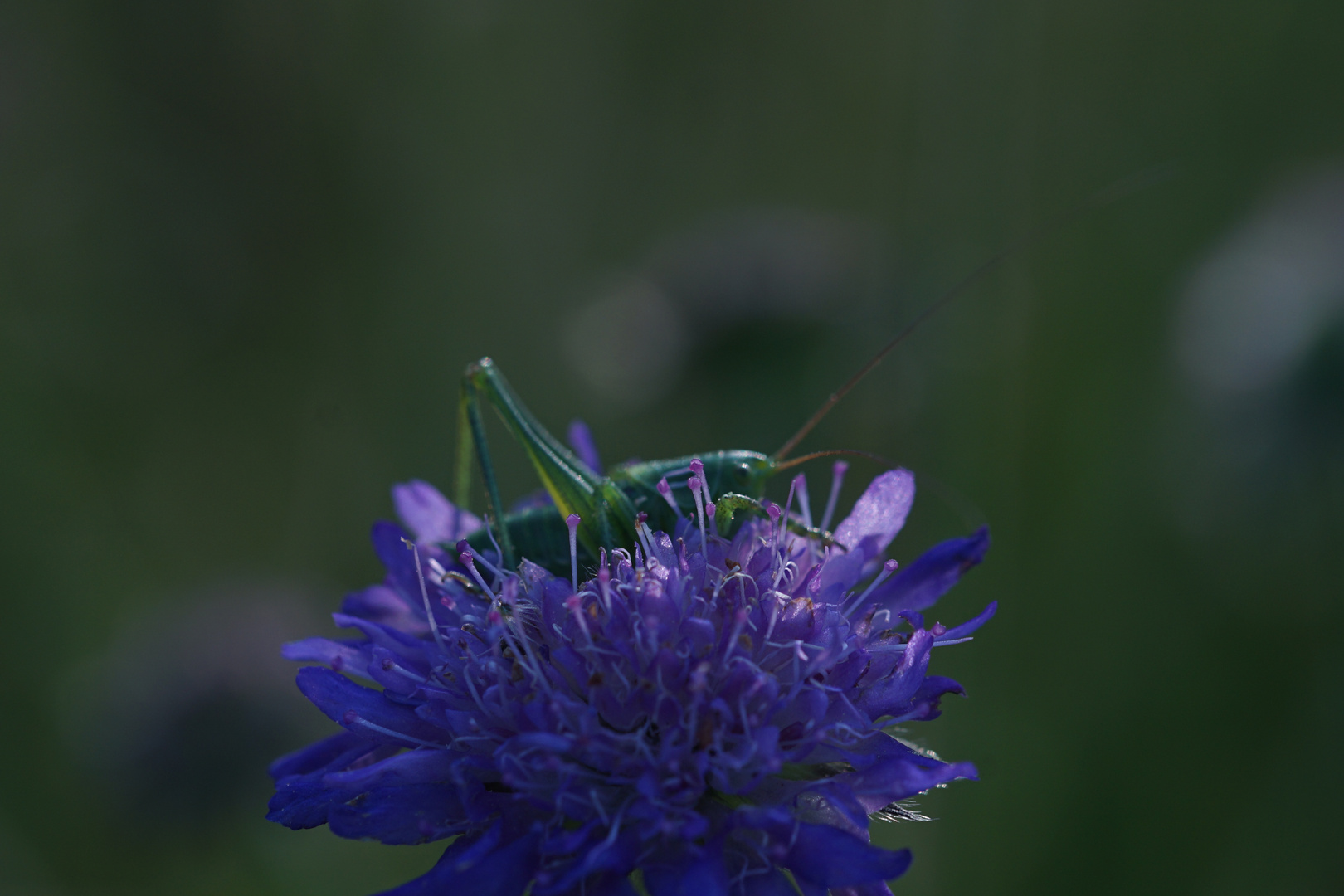 Grashüpfer auf Blume